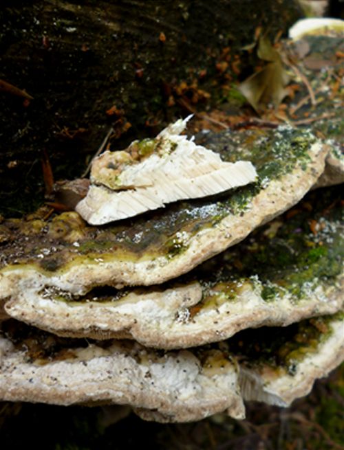 White flesh and tube layer as taken from a fruiting body on beech in Winchester, Dorset